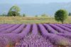 lavande provence