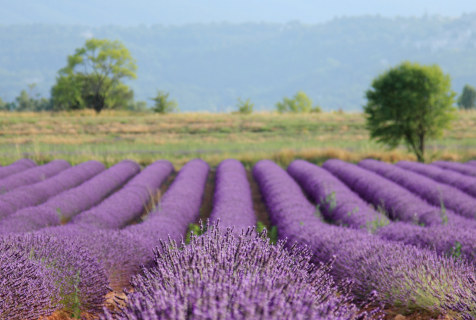 lavande provence