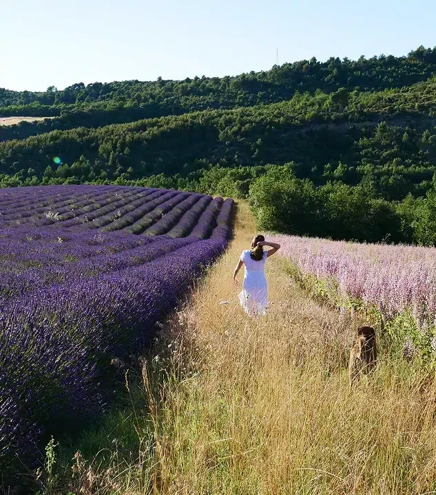 Een natuurwandeling door lavendelvelden vanaf een naturistencamping in de Provence